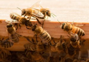 honey bees are the biggest pollinators